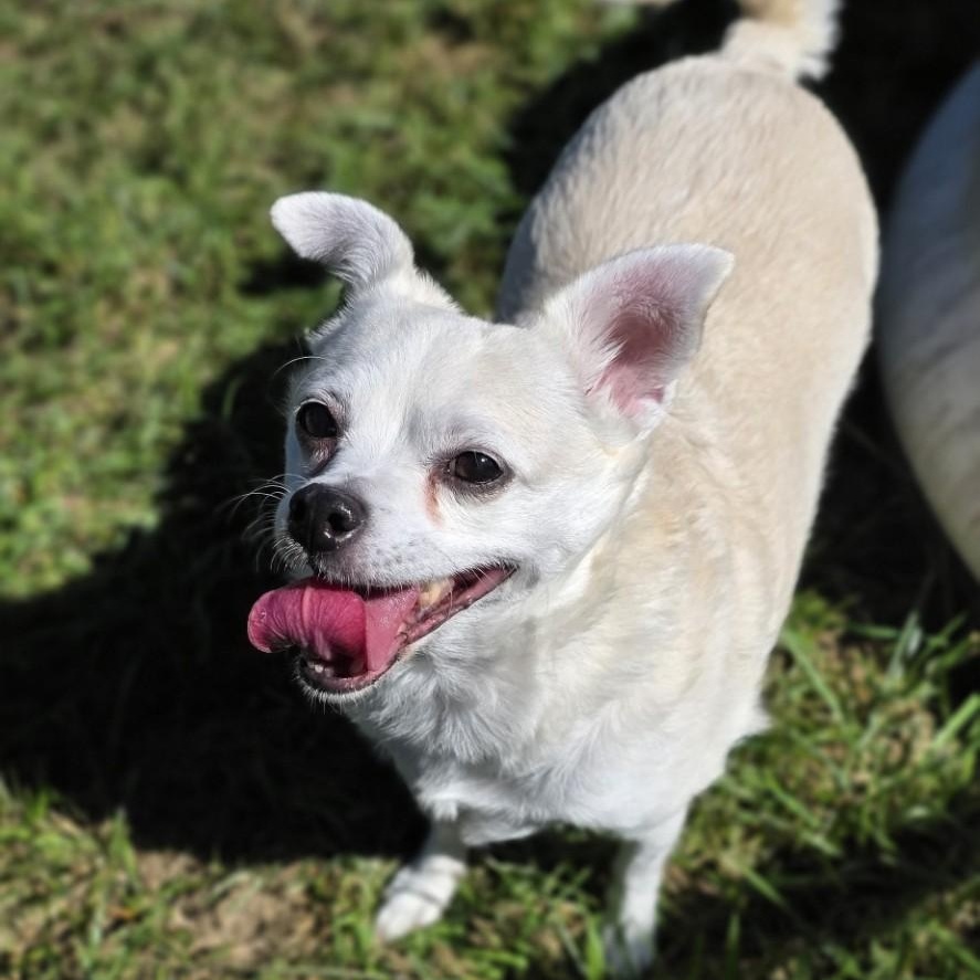 Enlarge Peanut, a Adoptable mixed breed in Shepherdsville, KY image 2/5