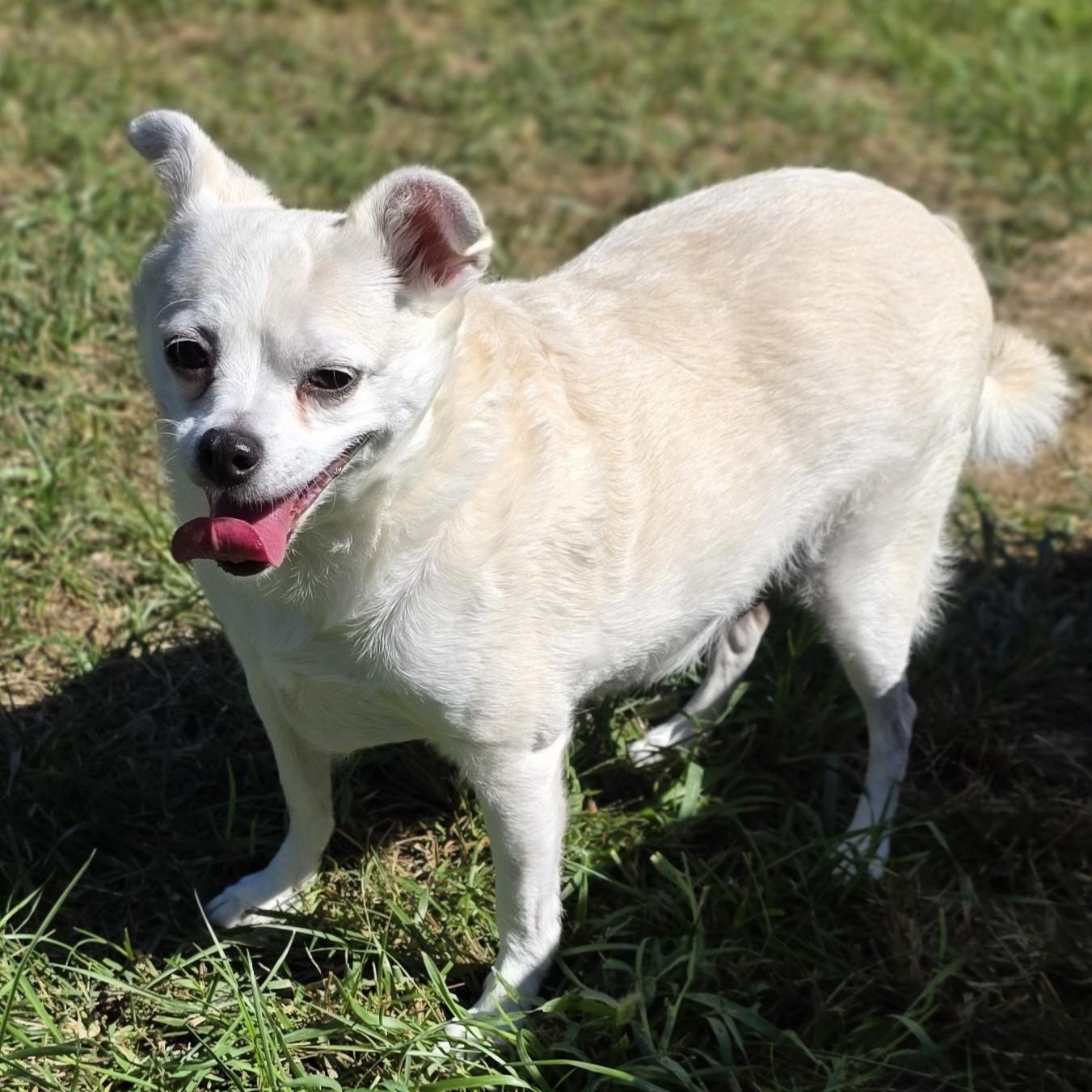 Enlarge Peanut, a Adoptable mixed breed in Shepherdsville, KY image 3/5