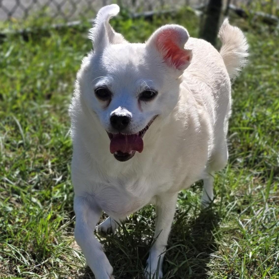 Enlarge Peanut, a Adoptable mixed breed in Shepherdsville, KY image 4/5