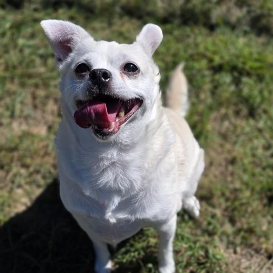 Enlarge Peanut, a Adoptable mixed breed in Shepherdsville, KY image 5/5