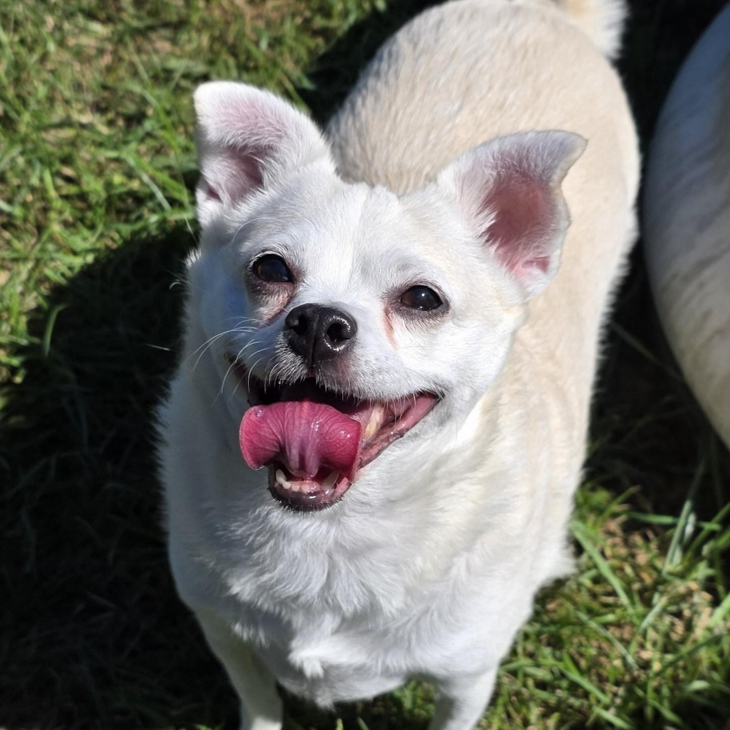 Peanut, Adoptable, Senior Female Chihuahua.
