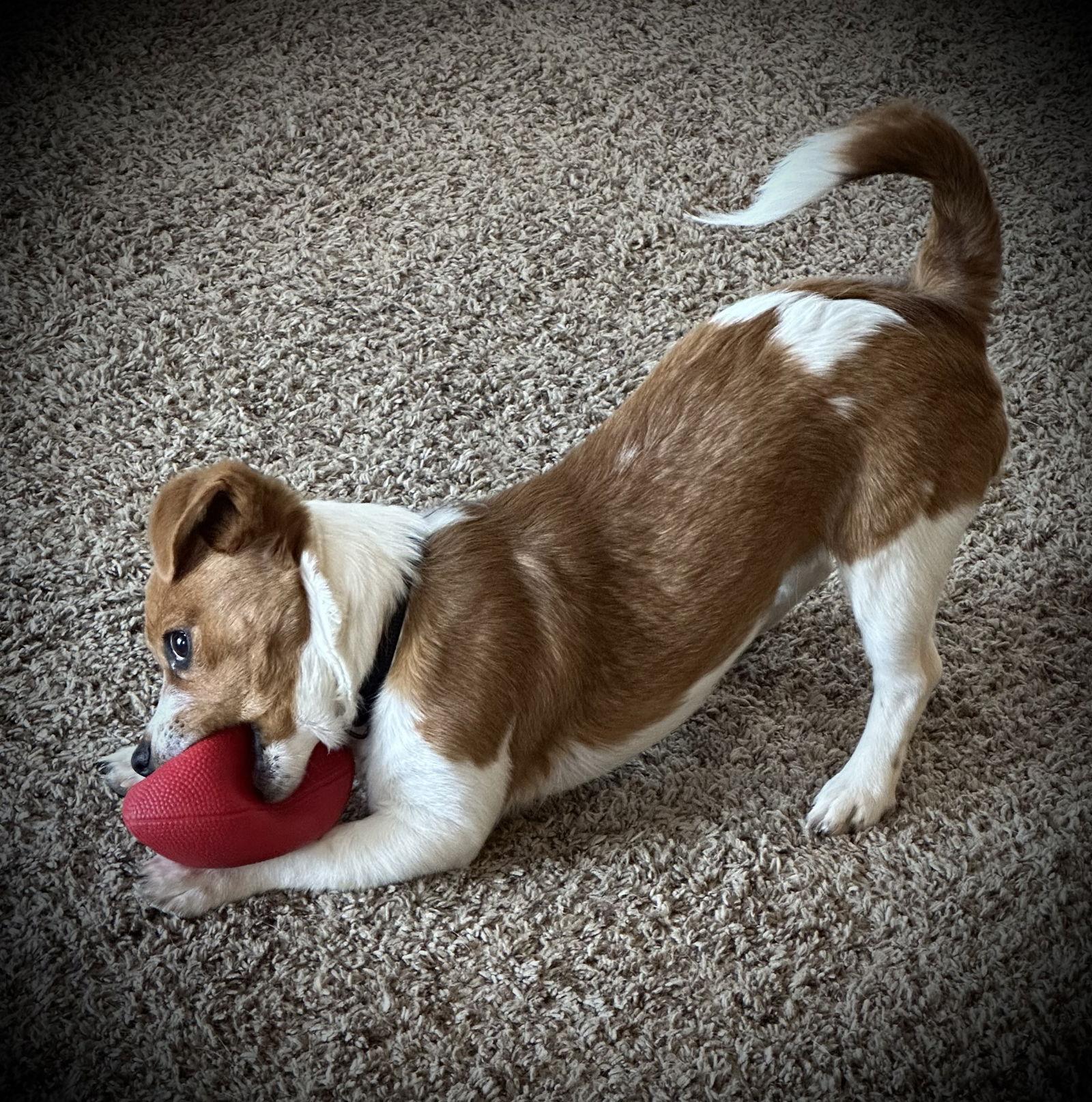 Enlarge Scooter, a Adopted mixed breed in Anabel, MO image 2/3