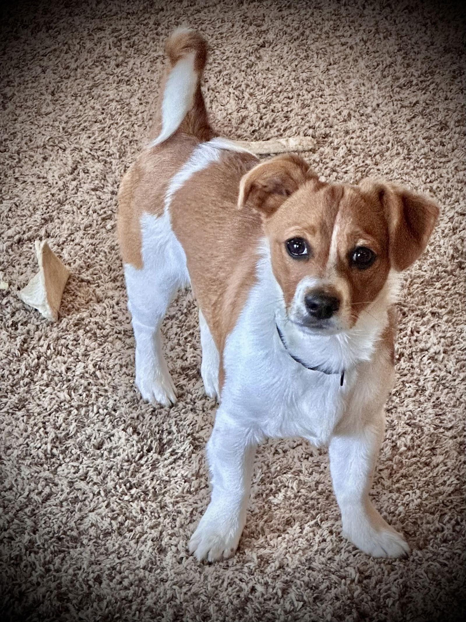 Scooter, Adopted, Young Male Chihuahua & Beagle.