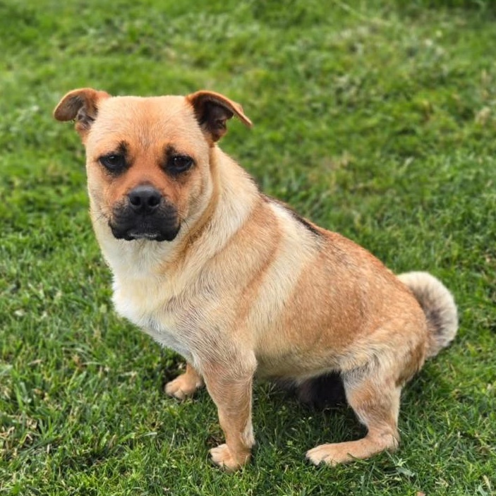 Enlarge Peaches, a ADOPTABLE mixed breed in Salem, OR image 4/5