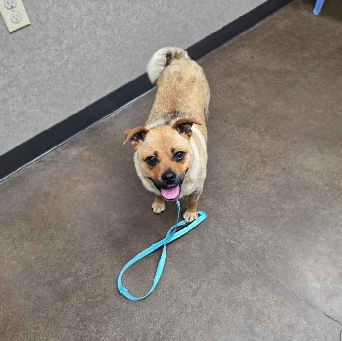 Enlarge Peaches, a ADOPTABLE mixed breed in Salem, OR image 5/5
