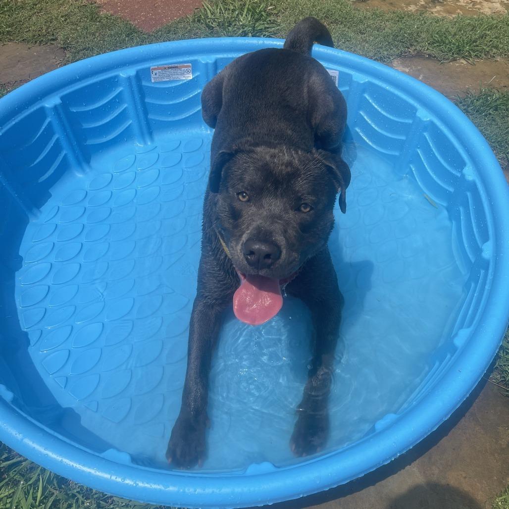 Enlarge Dozer, a Adoptable Pit Bull Terrier in Galveston, TX image 1/6