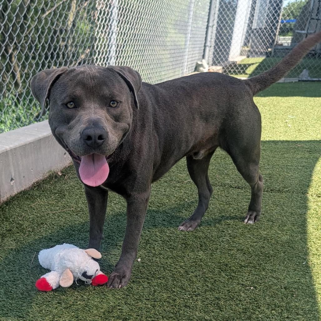 Enlarge Dozer, a Adoptable Pit Bull Terrier in Galveston, TX image 2/6