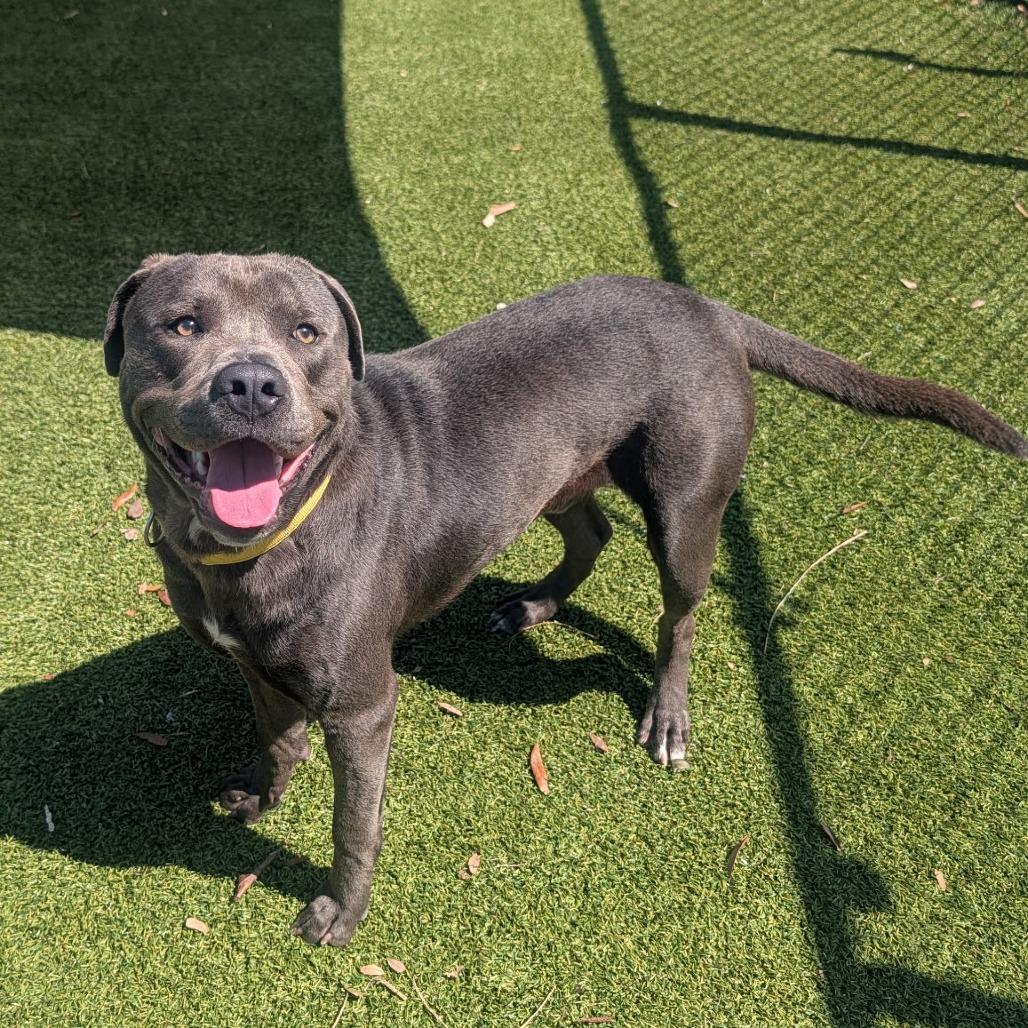 Enlarge Dozer, a Adoptable Pit Bull Terrier in Galveston, TX image 3/6