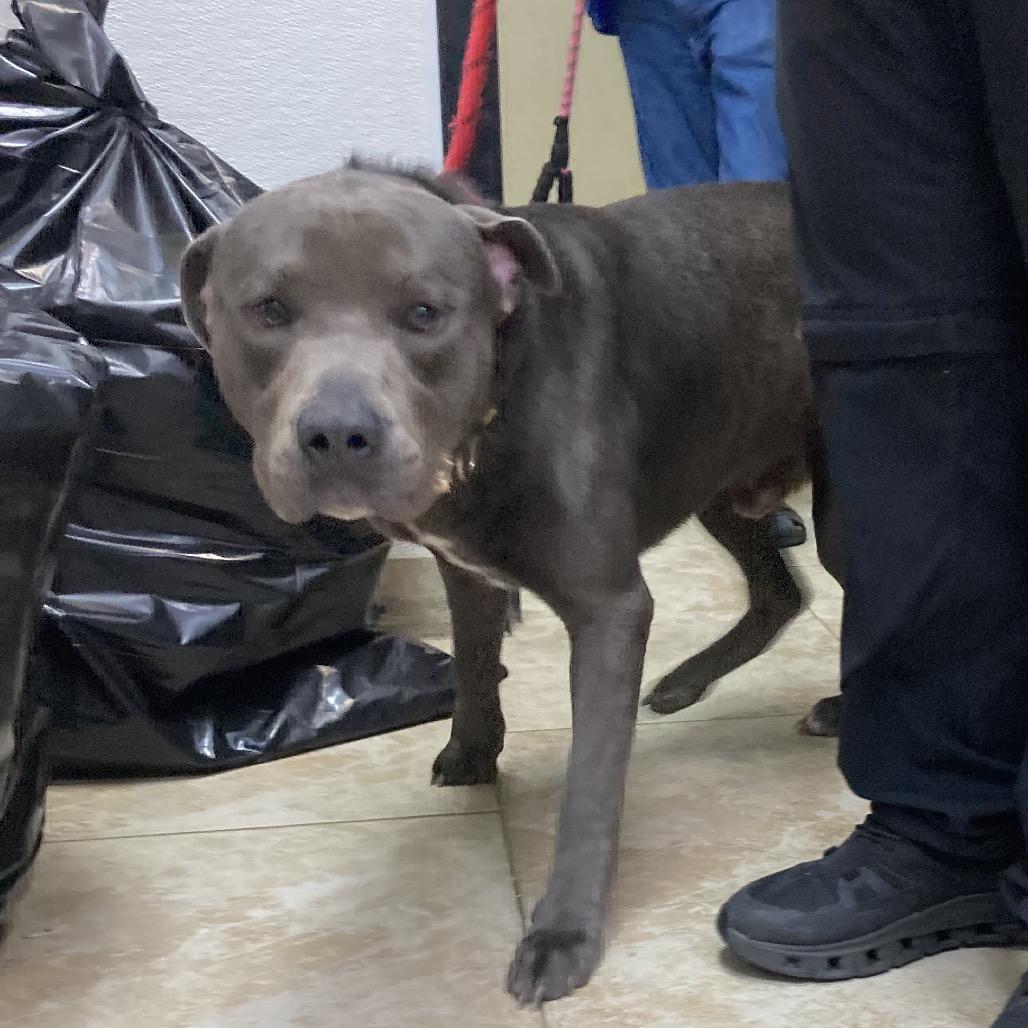Enlarge Dozer, a Adoptable Pit Bull Terrier in Galveston, TX image 4/6