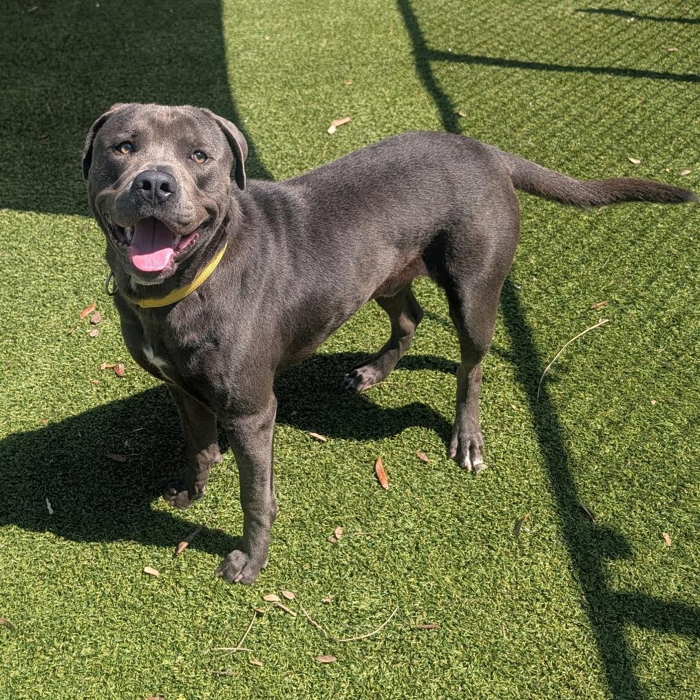 Enlarge Dozer, a Adoptable Pit Bull Terrier in Galveston, TX image 5/6