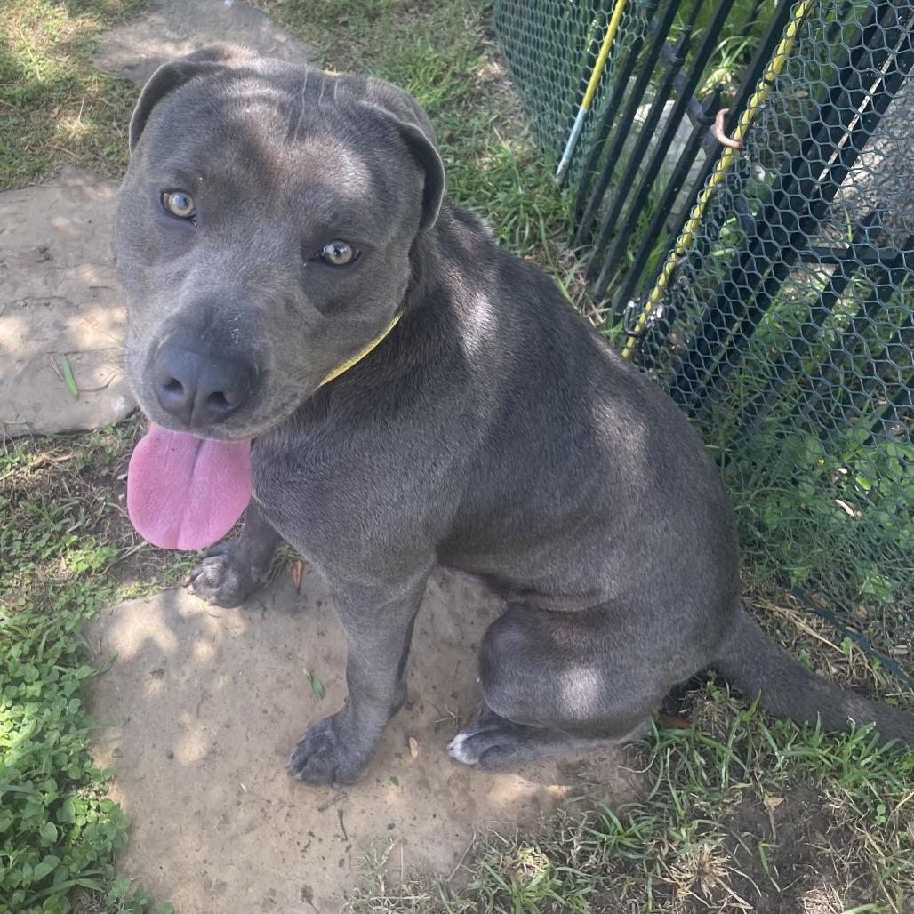 Enlarge Dozer, a Adoptable Pit Bull Terrier in Galveston, TX image 6/6