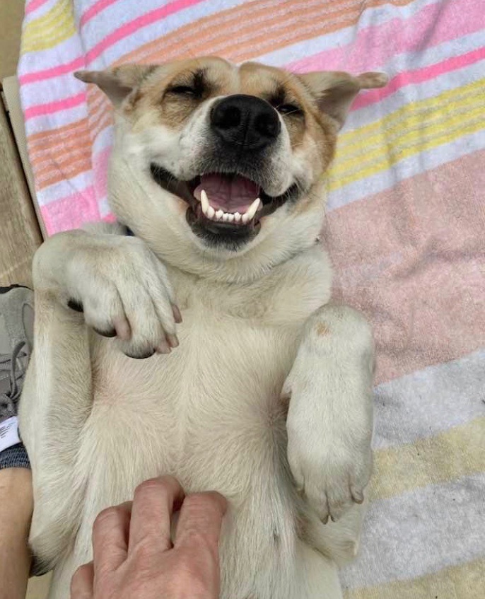 Enlarge Beauty, a Adoptable mixed breed in Schertz, TX image 1/4