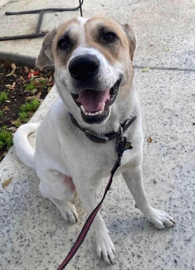 Enlarge Beauty, a Adoptable mixed breed in Schertz, TX image 2/4