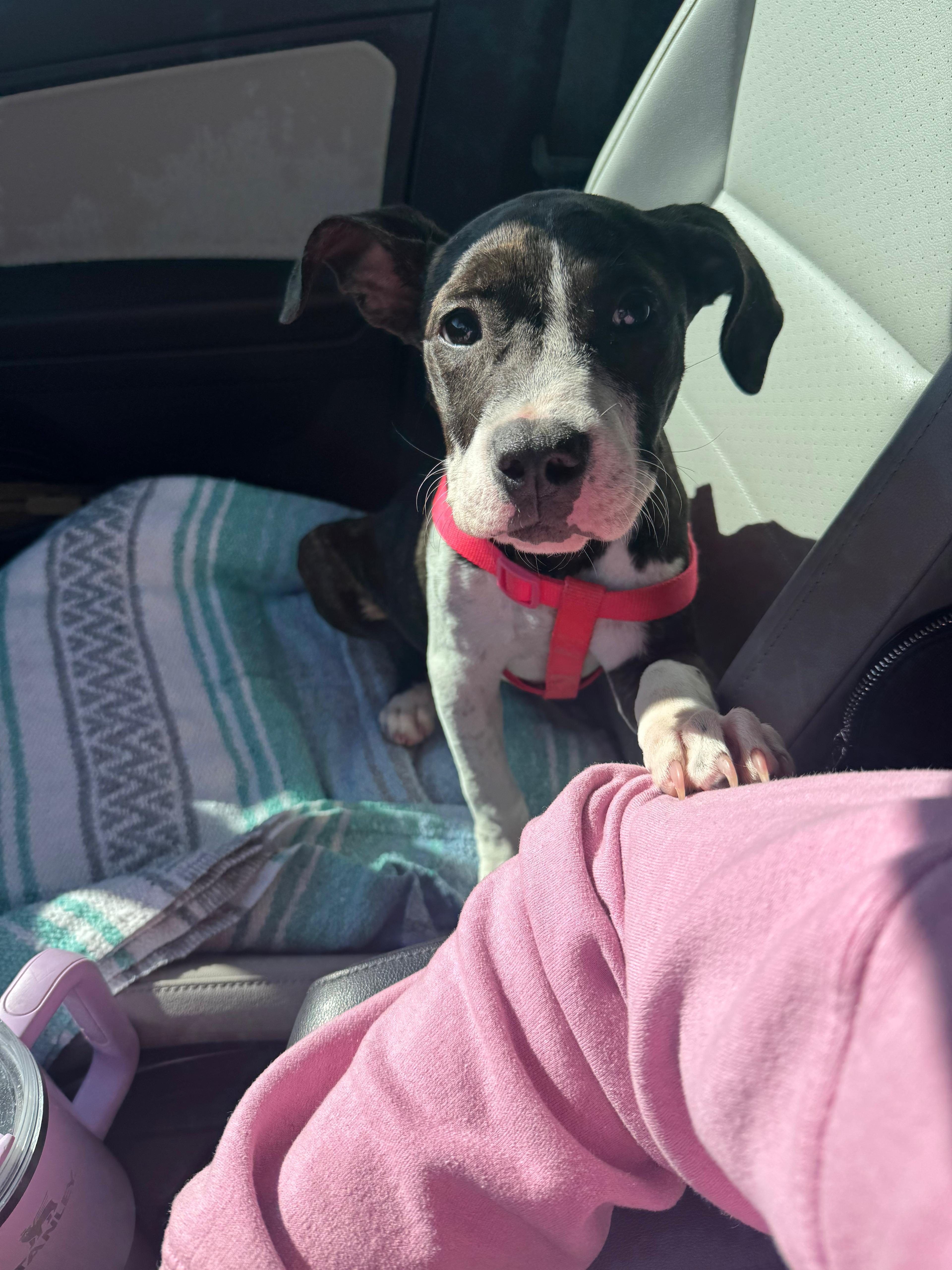 Enlarge Tilly, a ADOPTABLE Pit Bull Terrier in San Diego, CA image 1/6