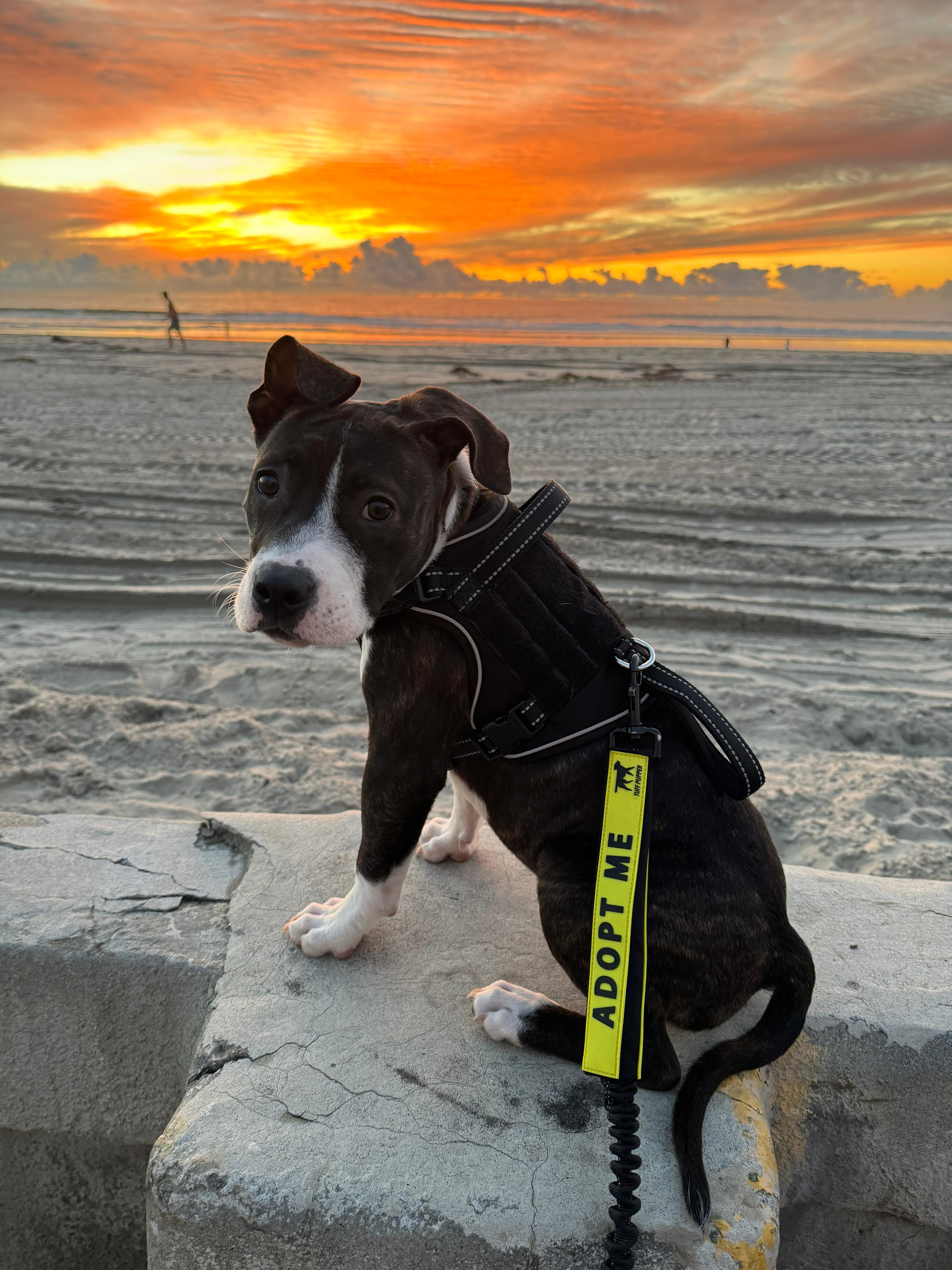 Enlarge Tilly, a ADOPTABLE Pit Bull Terrier in San Diego, CA image 5/6