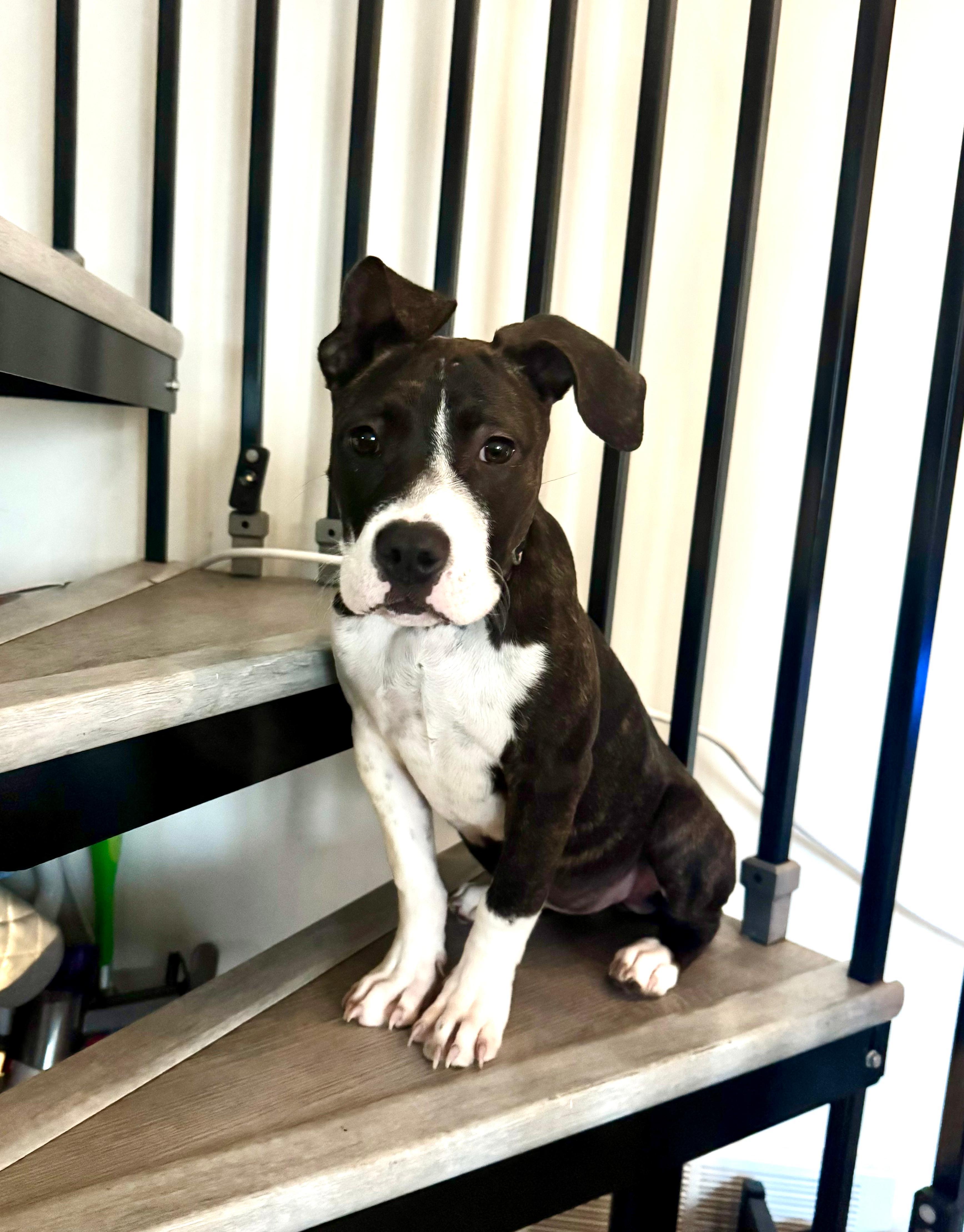 Enlarge Tilly, a ADOPTABLE Pit Bull Terrier in San Diego, CA image 2/6