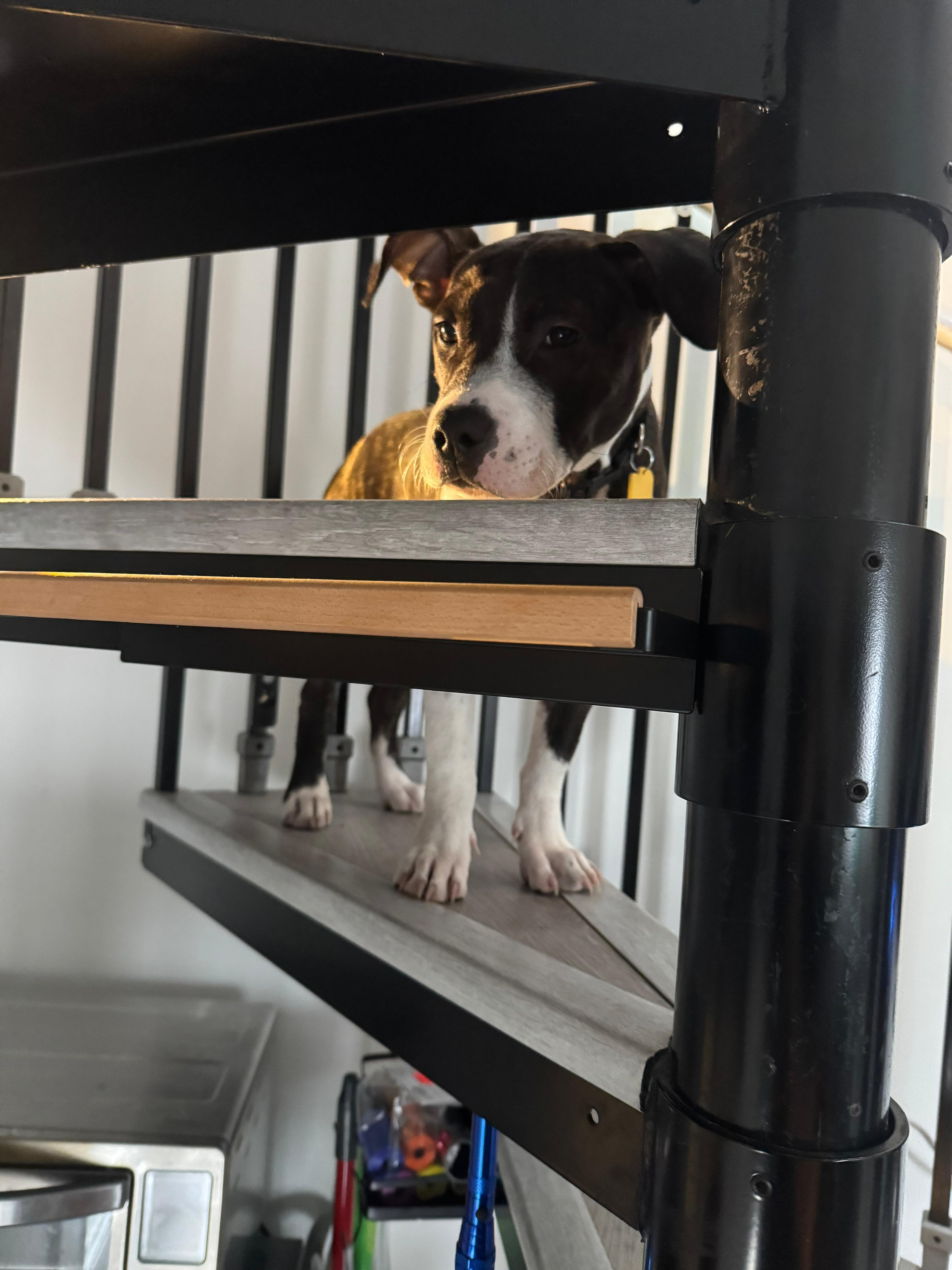 Enlarge Tilly, a ADOPTABLE Pit Bull Terrier in San Diego, CA image 3/6