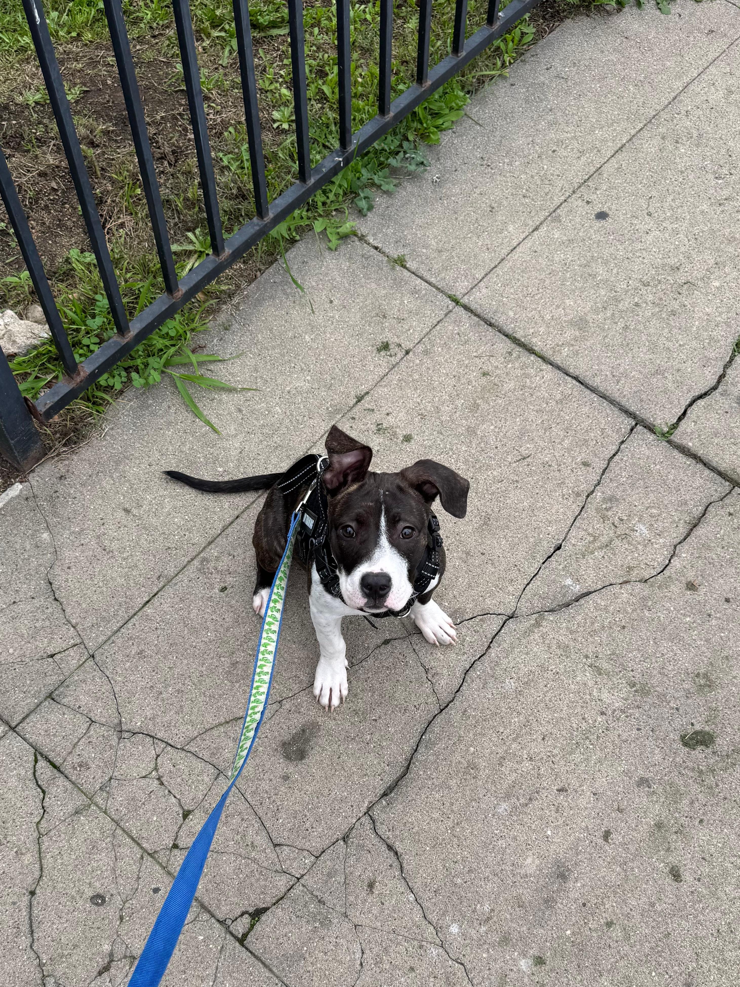 Enlarge Tilly, a ADOPTABLE Pit Bull Terrier in San Diego, CA image 6/6