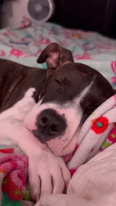 Enlarge Tilly, a ADOPTABLE Pit Bull Terrier in San Diego, CA video 4/6
