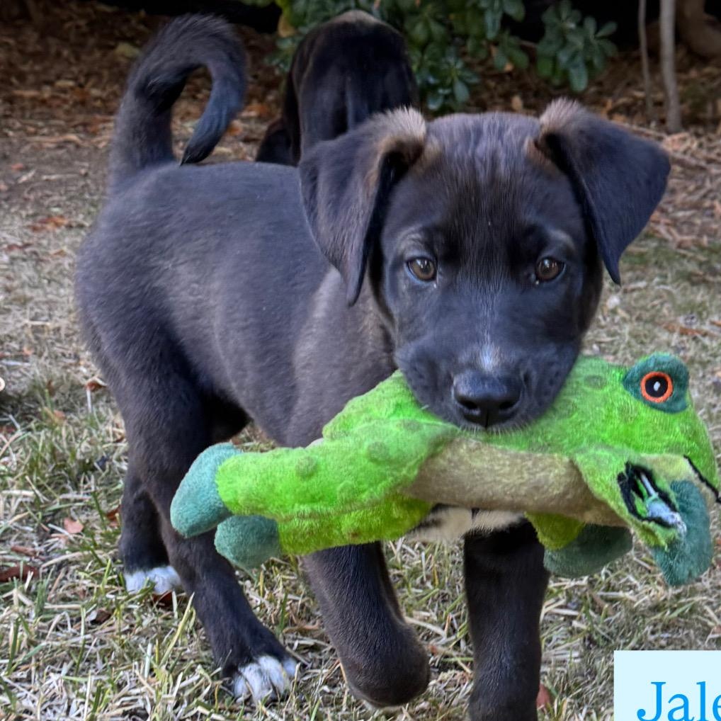 Ocean, an adopted mixed breed in Van Nuys, CA image 3/4
