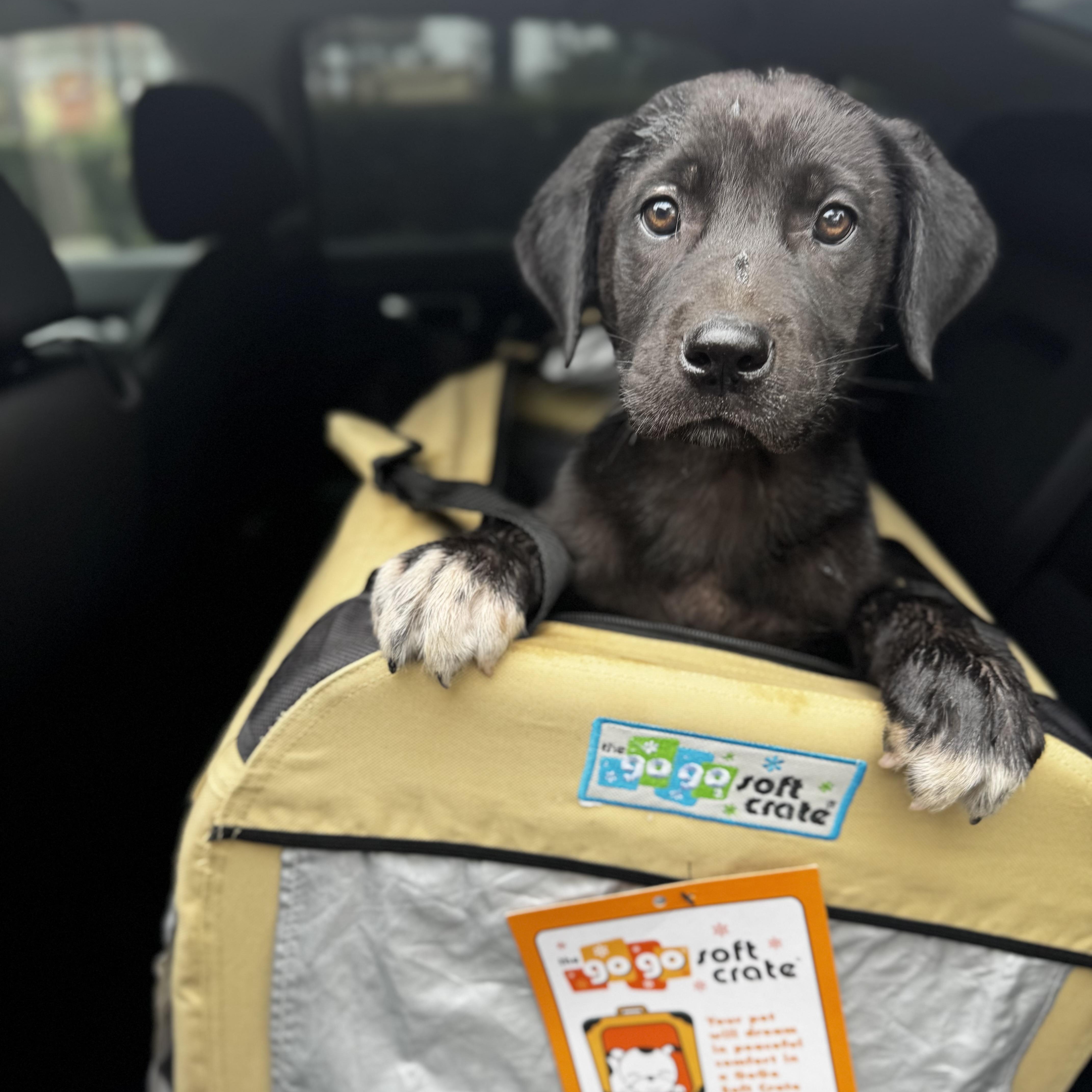 Ocean, adopted, Puppy Female Great Dane & Black Labrador Retriever.