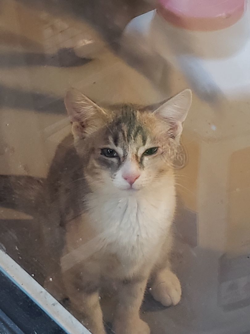 Enlarge Brandy, a Adoptable Domestic Short Hair in Morganton, NC image 1/1