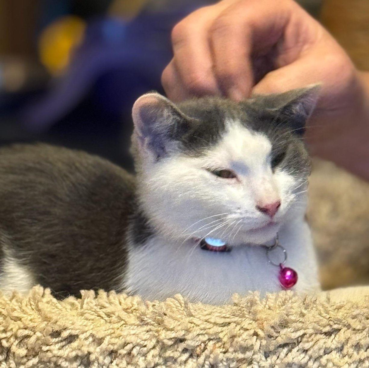 Syrah, an adoptable Domestic Short Hair in Ellensburg, WA image 2/6