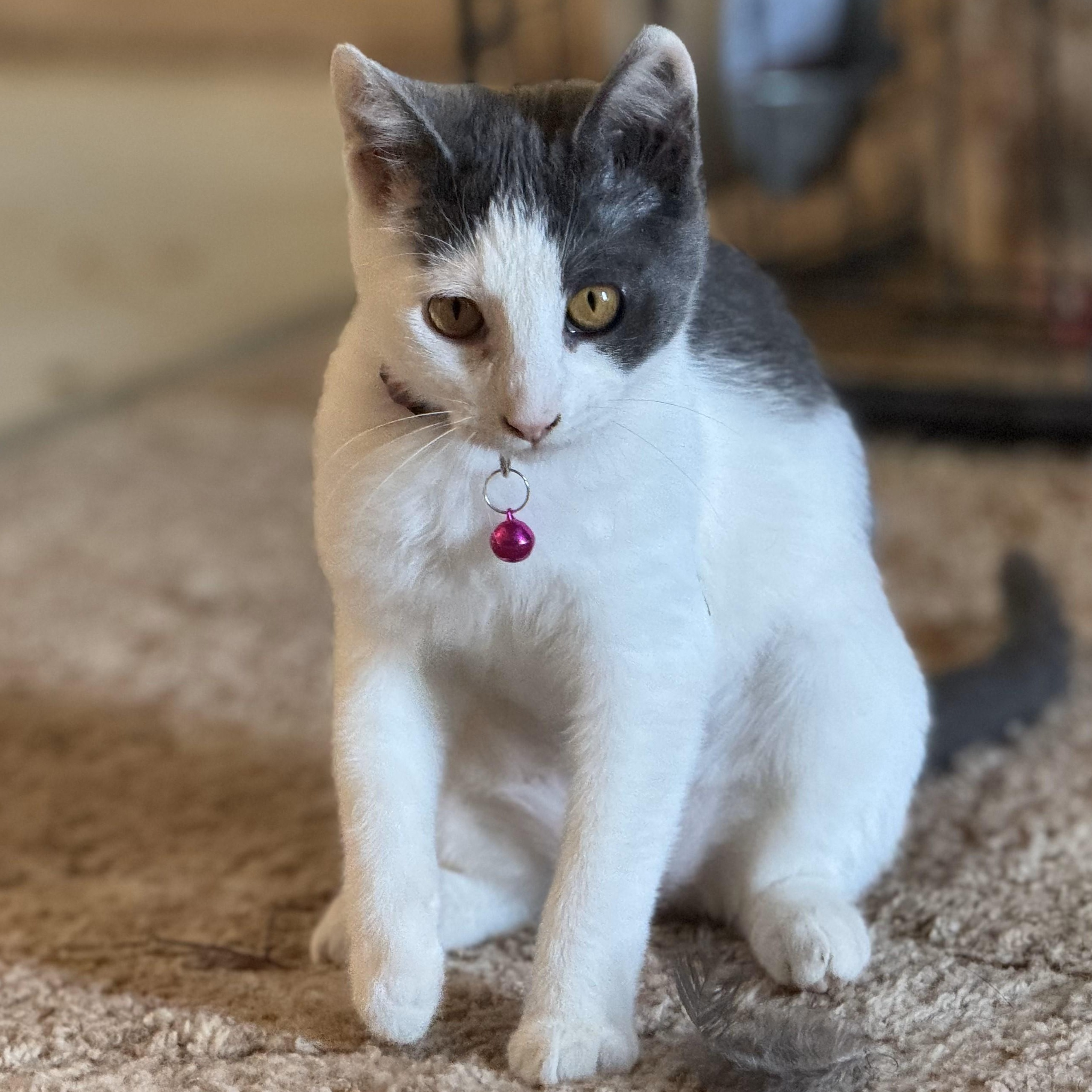 Syrah, an adoptable Domestic Short Hair in Ellensburg, WA image 6/6