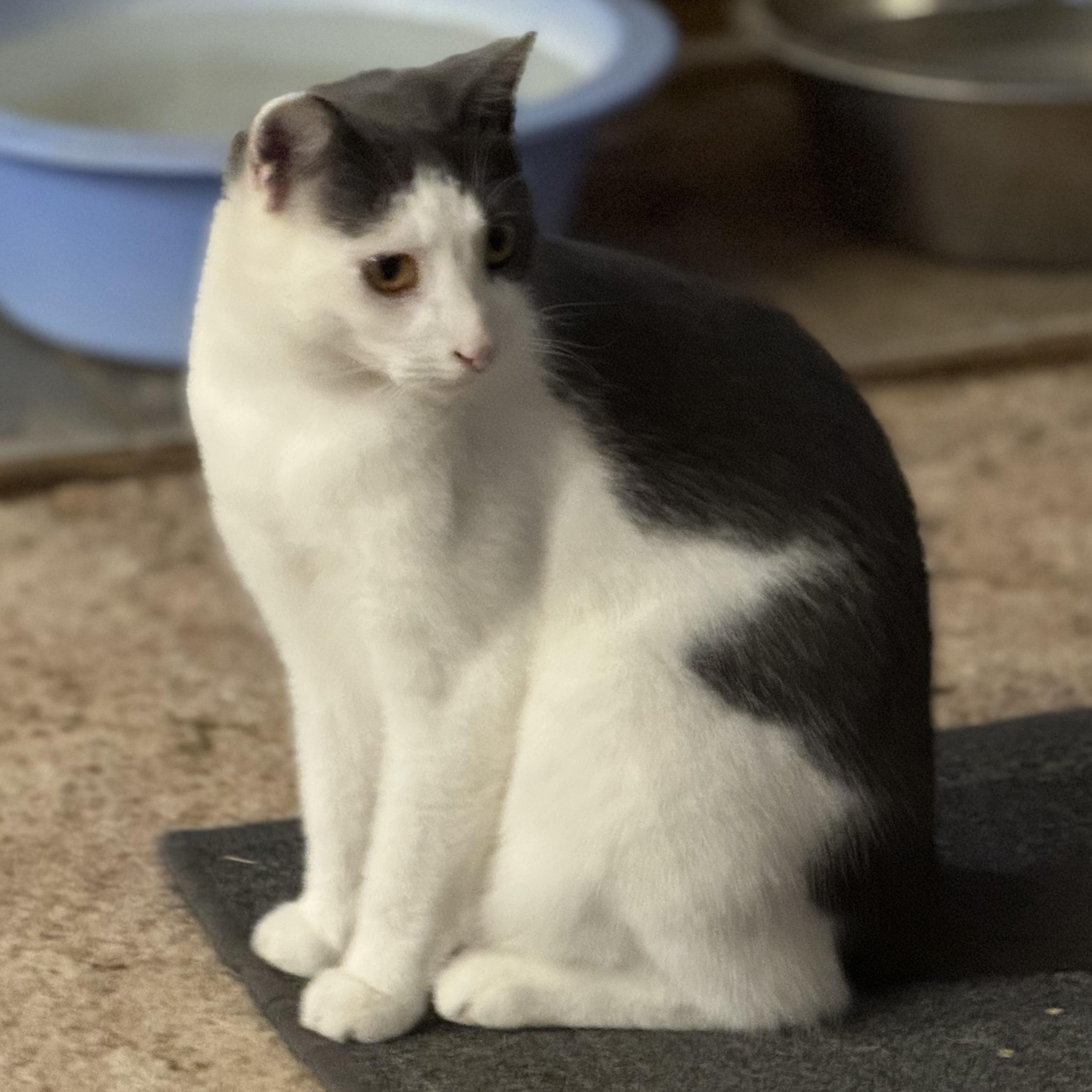 Syrah, an adoptable Domestic Short Hair in Ellensburg, WA image 5/6