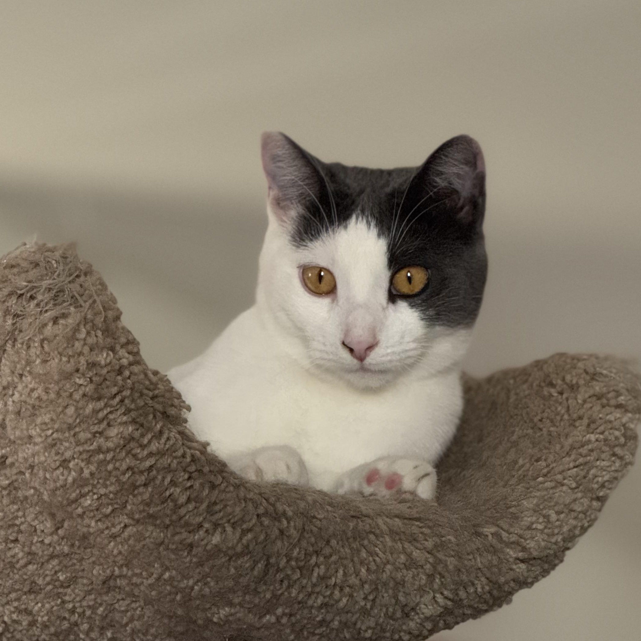 Syrah, adoptable, Kitten Female Domestic Short Hair.
