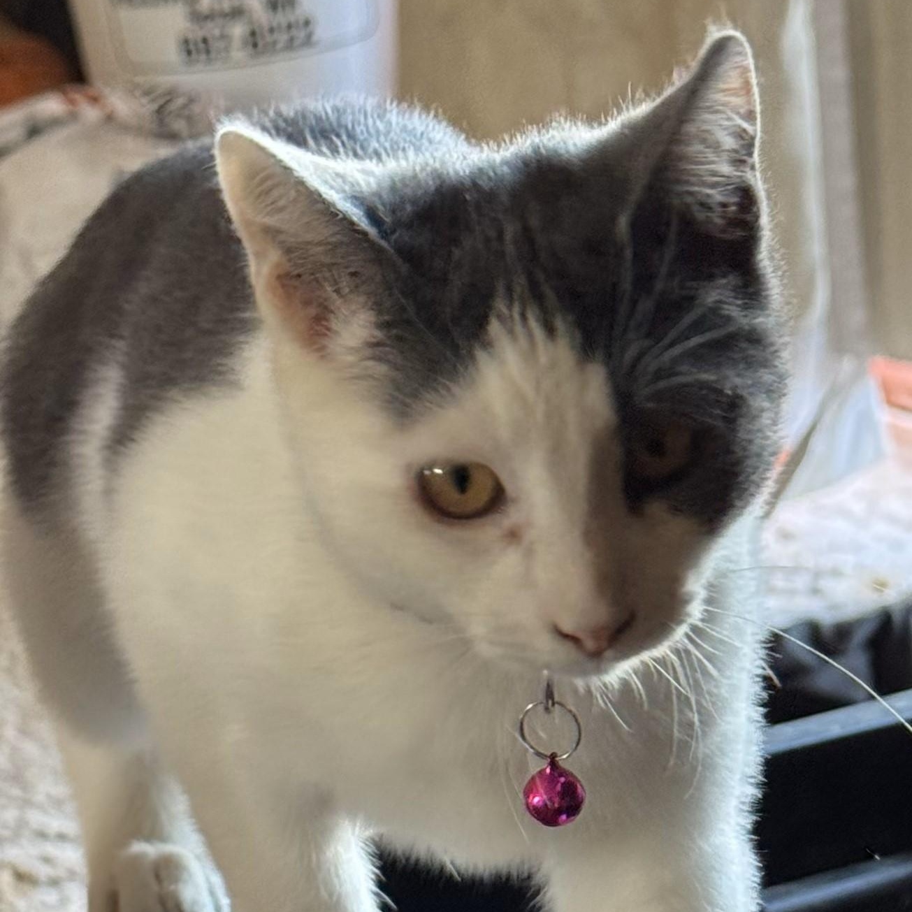 Syrah, an adoptable Domestic Short Hair in Ellensburg, WA image 4/6