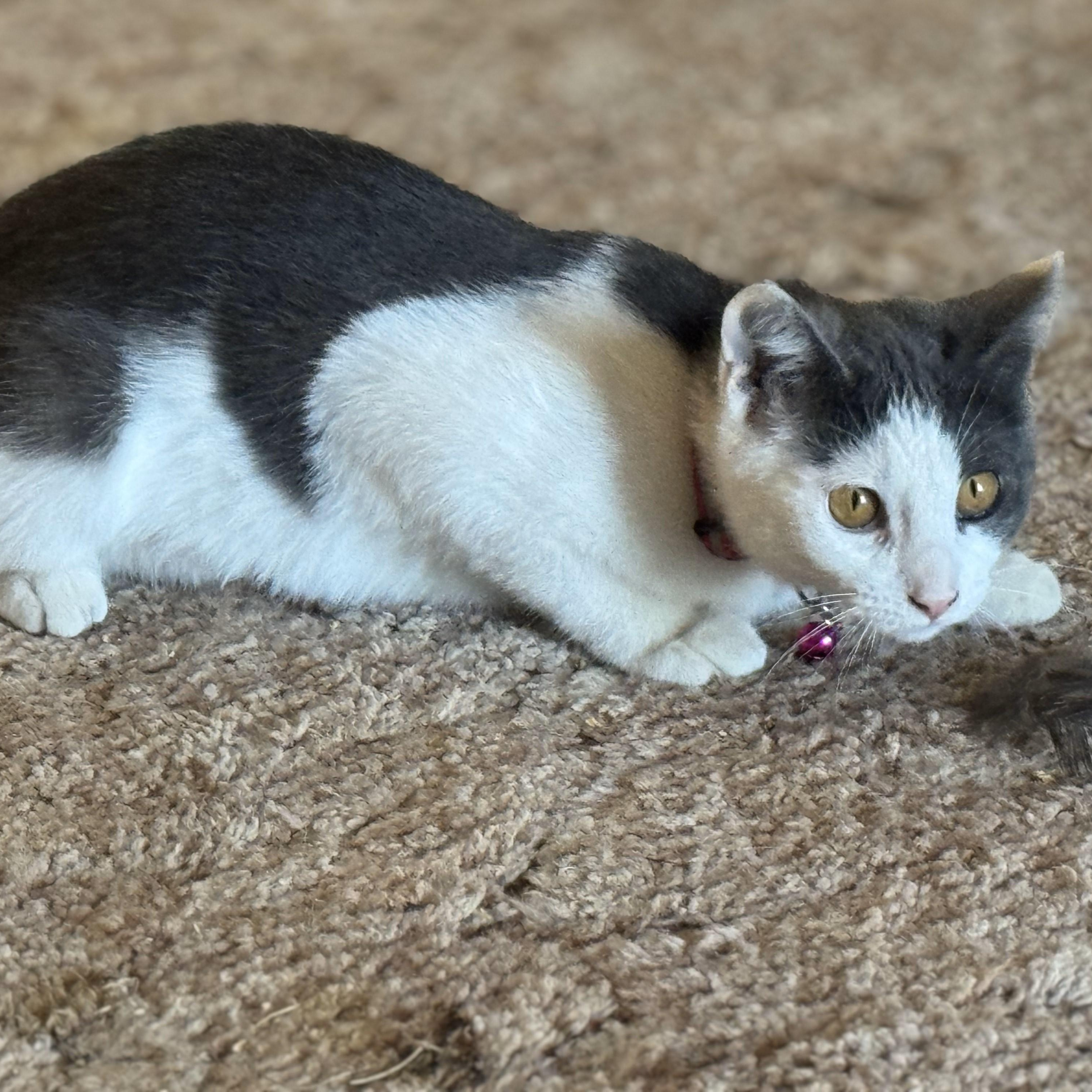 Syrah, an adoptable Domestic Short Hair in Ellensburg, WA image 3/6