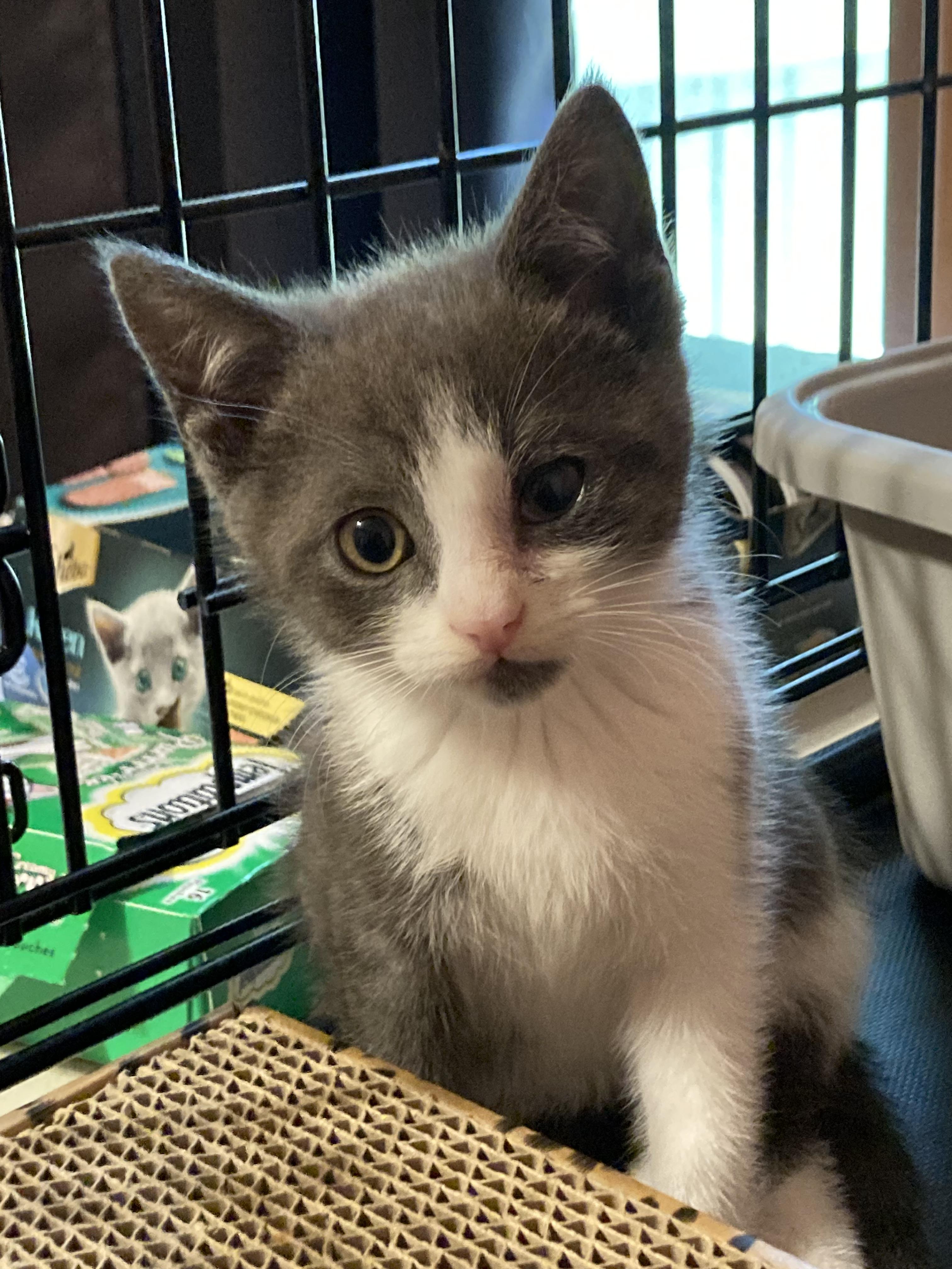 Enlarge Nancy Drew, a Adoptable Domestic Short Hair in Pinson, AL image 1/1