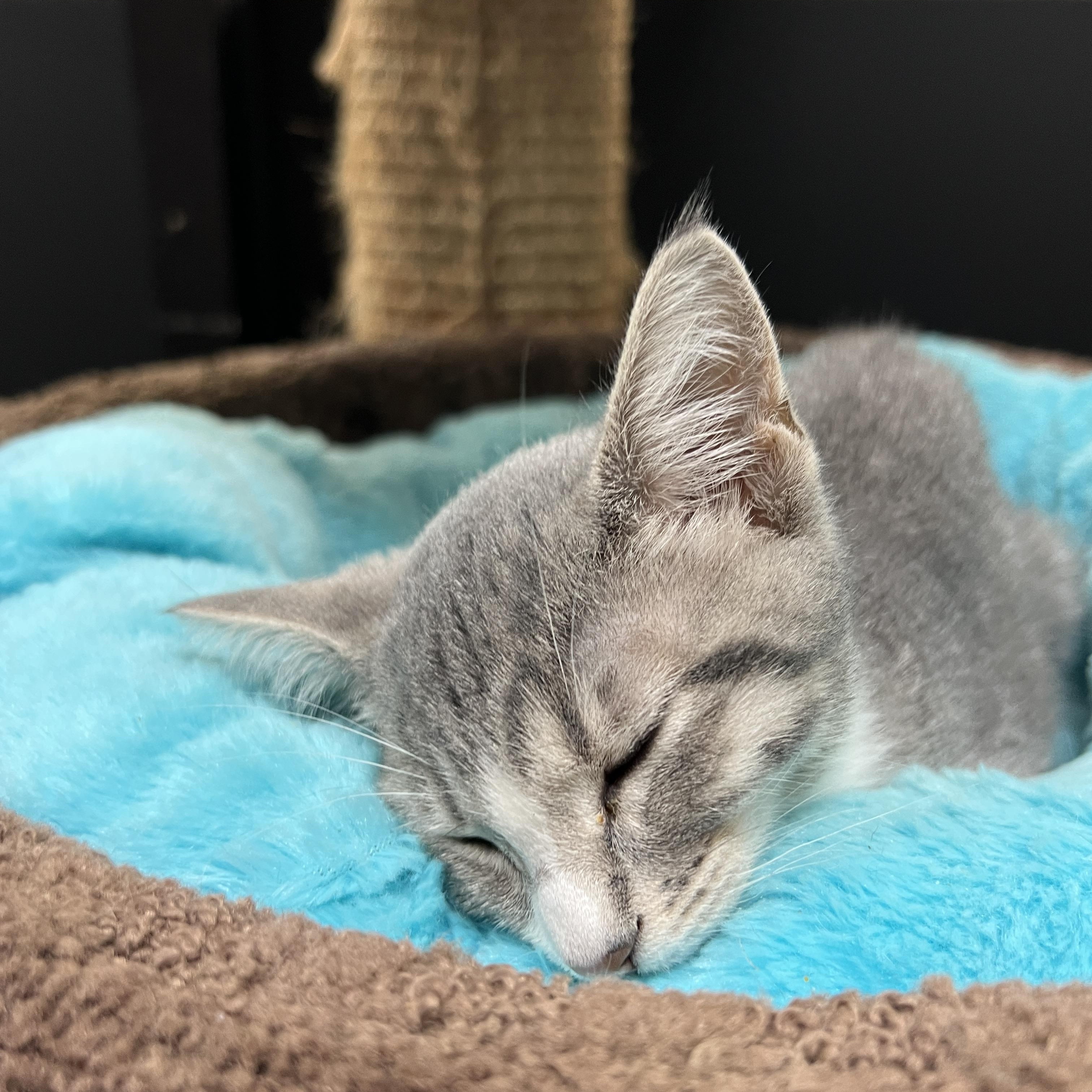 Mia, a ADOPTABLE mixed breed in Bradenton, FL image 5/5