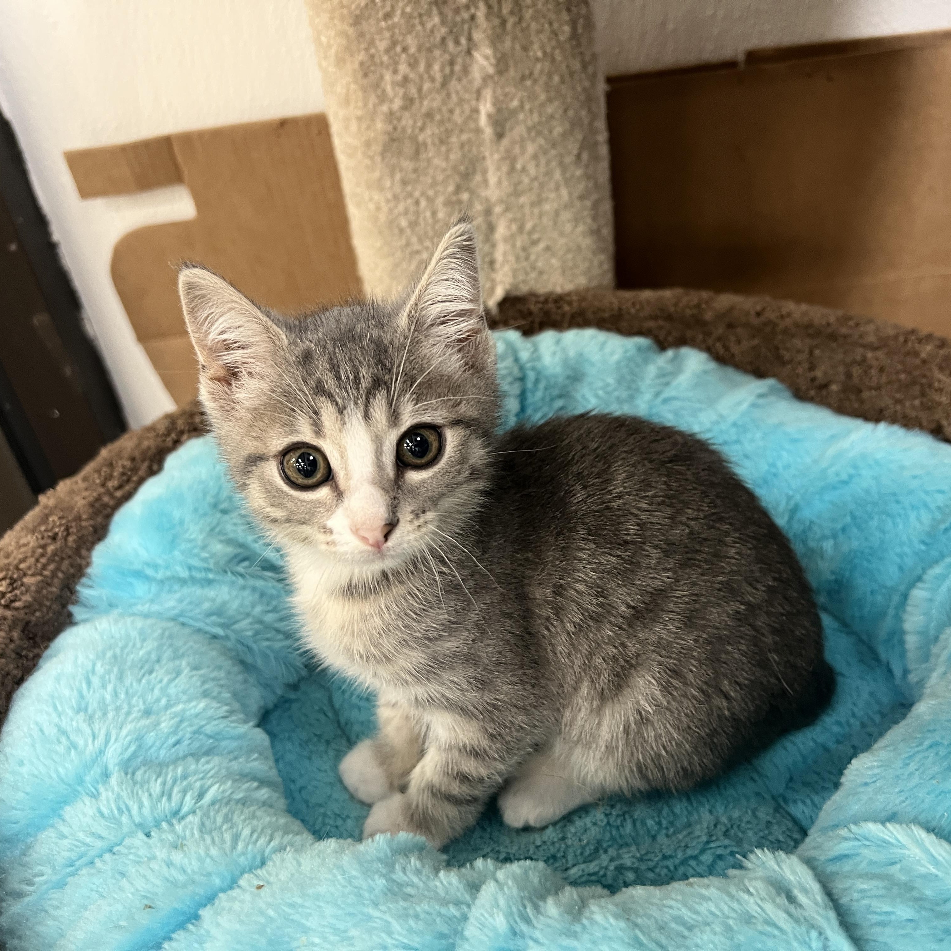 Mia, ADOPTABLE, Adult Female Domestic Short Hair.