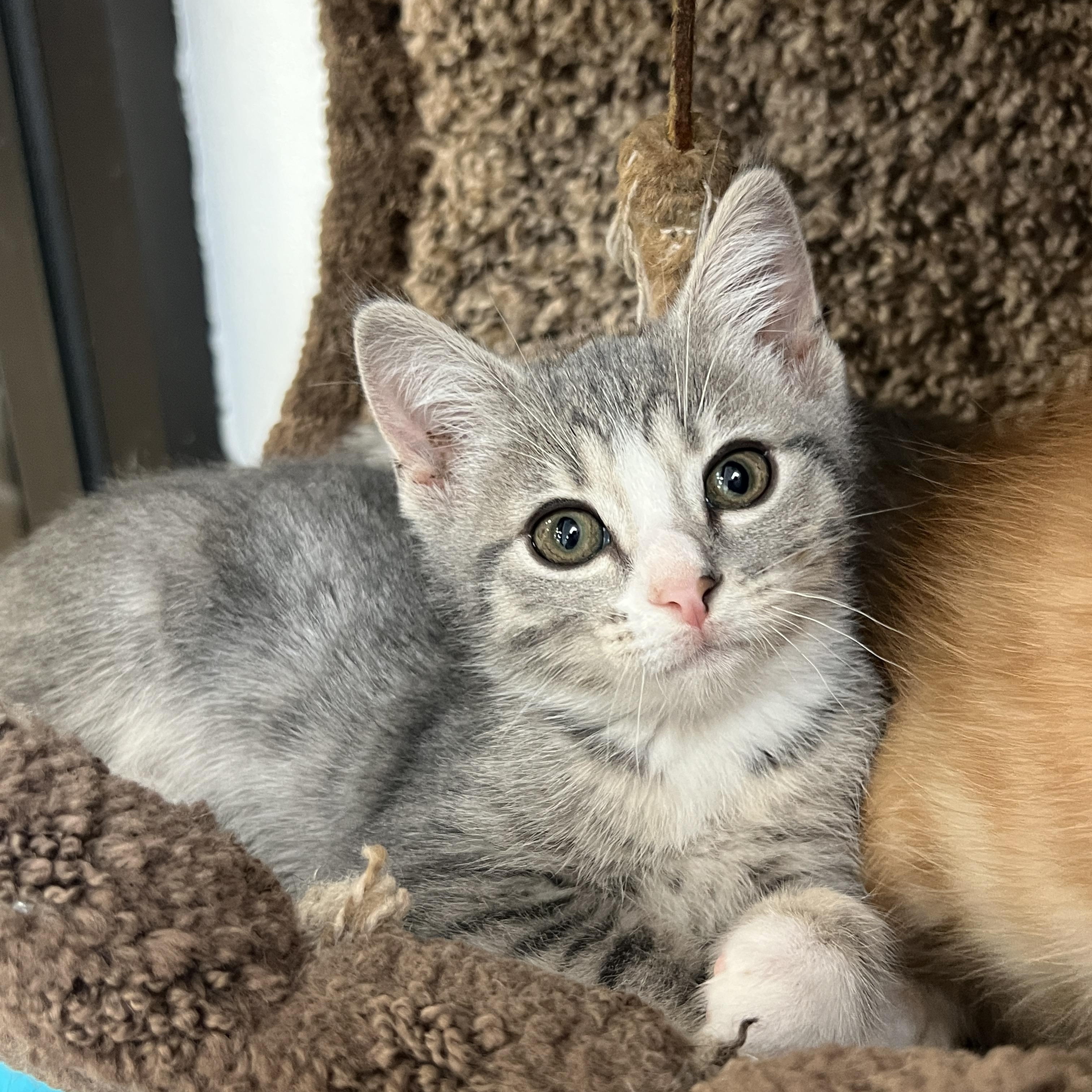 Mia, a ADOPTABLE mixed breed in Bradenton, FL image 3/5