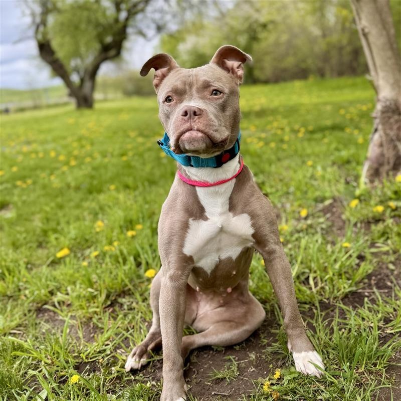 Stick Bug- In a foster, Adult Female Mixed Breed