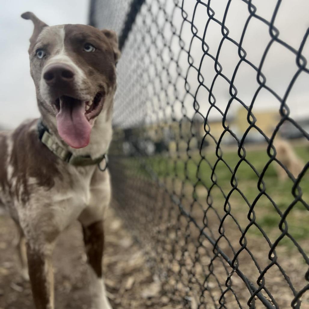 Enlarge Apollo, a Adoptable mixed breed in Olathe, KS image 1/6