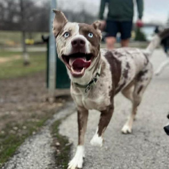 Enlarge Apollo, a Adoptable mixed breed in Olathe, KS image 2/6