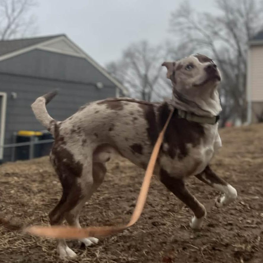 Enlarge Apollo, a Adoptable mixed breed in Olathe, KS image 3/6