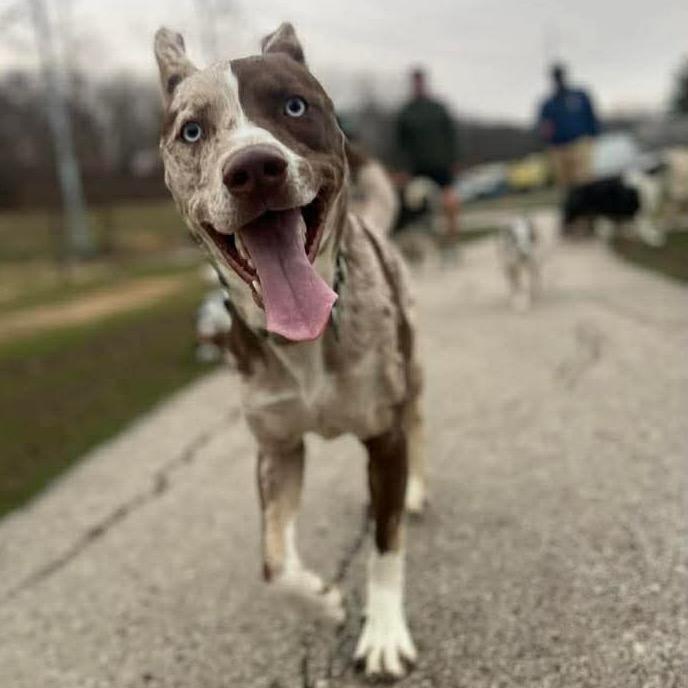 Enlarge Apollo, a Adoptable mixed breed in Olathe, KS image 4/6