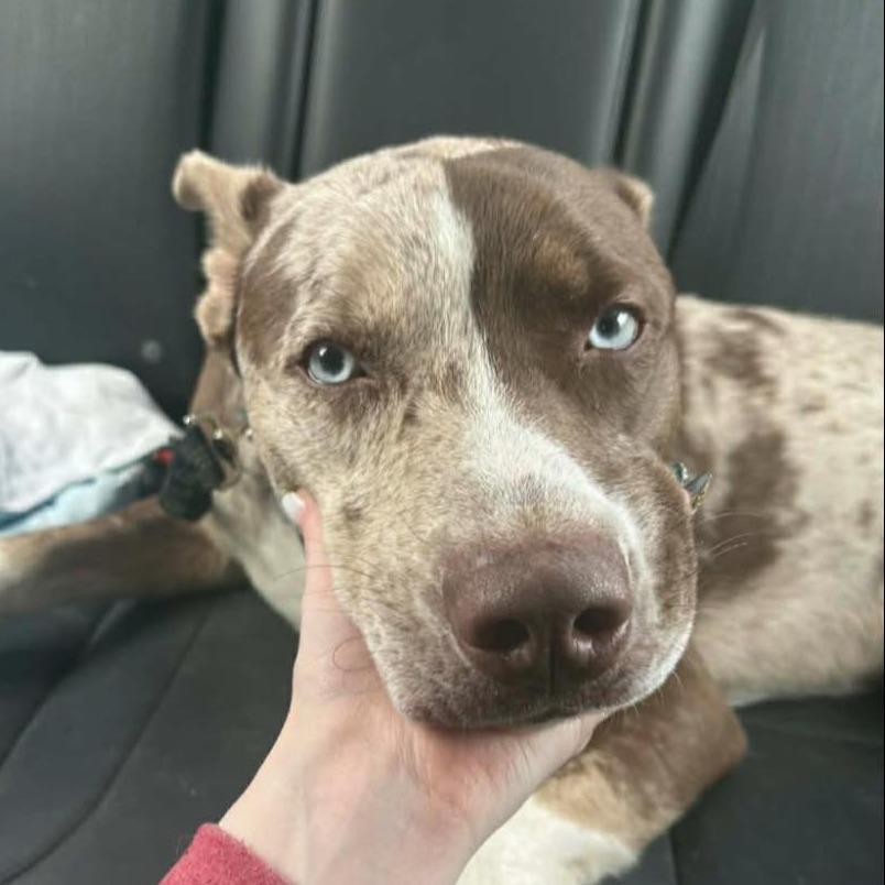 Enlarge Apollo, a Adoptable mixed breed in Olathe, KS image 5/6