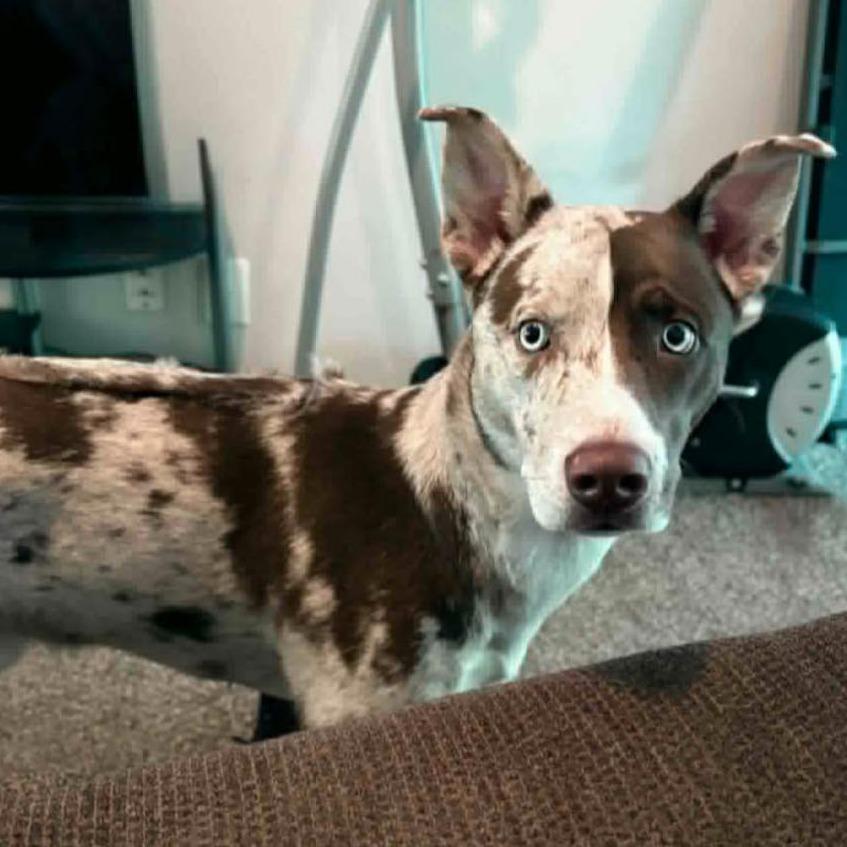 Enlarge Apollo, a Adoptable mixed breed in Olathe, KS image 6/6