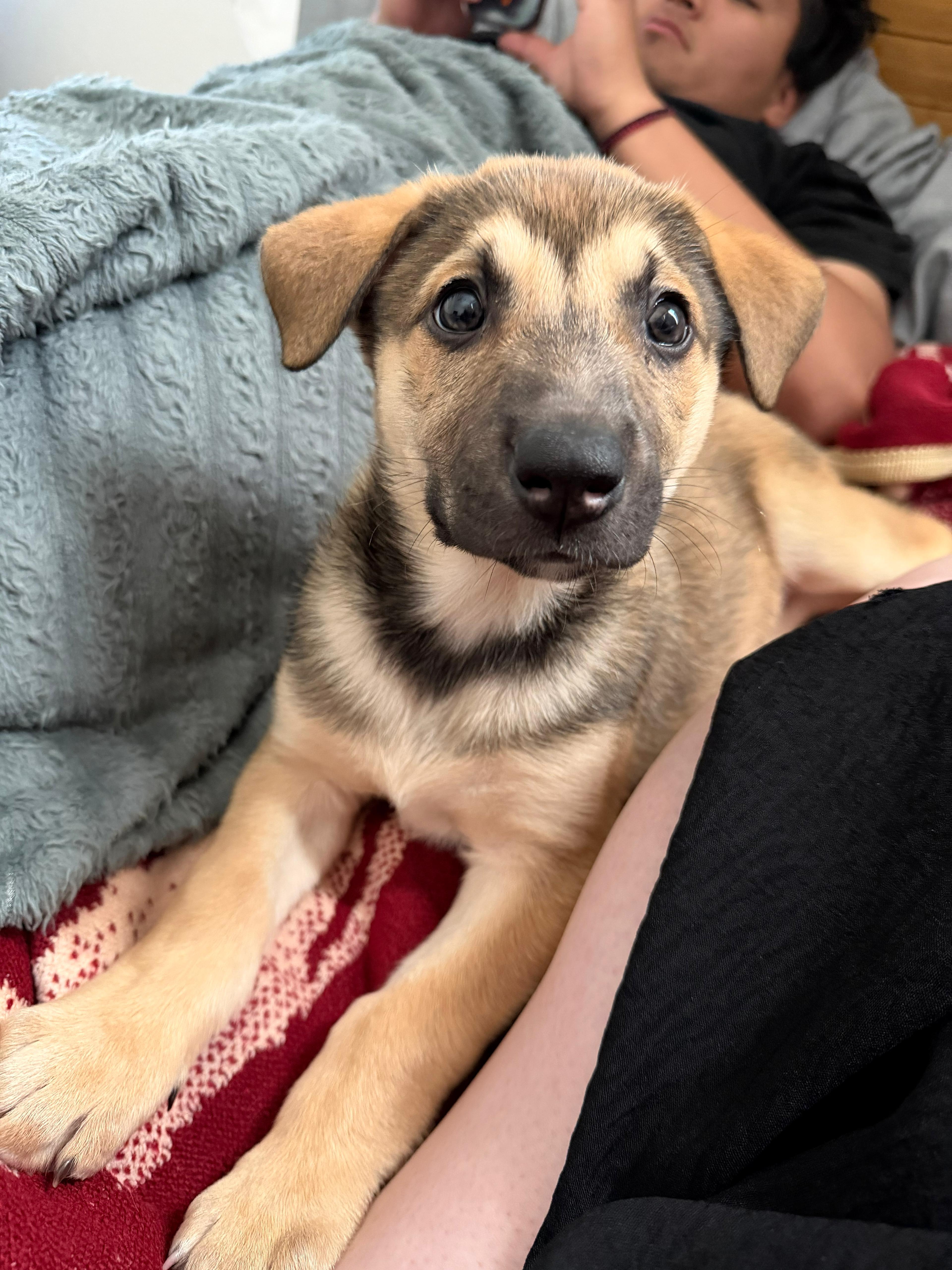 Puppies Labrador mix, Adoptable, Puppy Female Labrador Retriever & Mixed Breed.