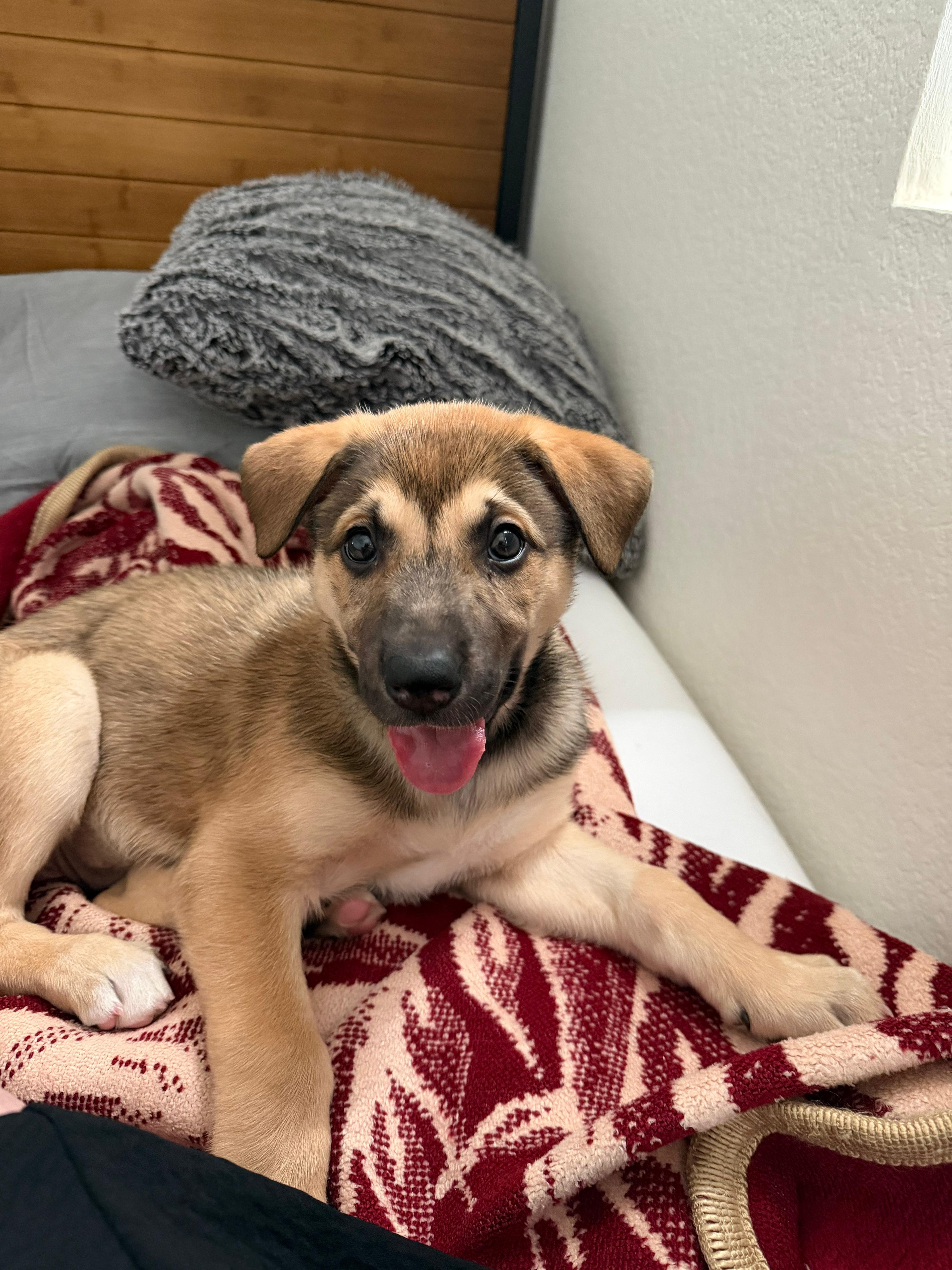 Puppies Labrador mix, a Adoptable mixed breed in Tijuana, BCN image 3/3