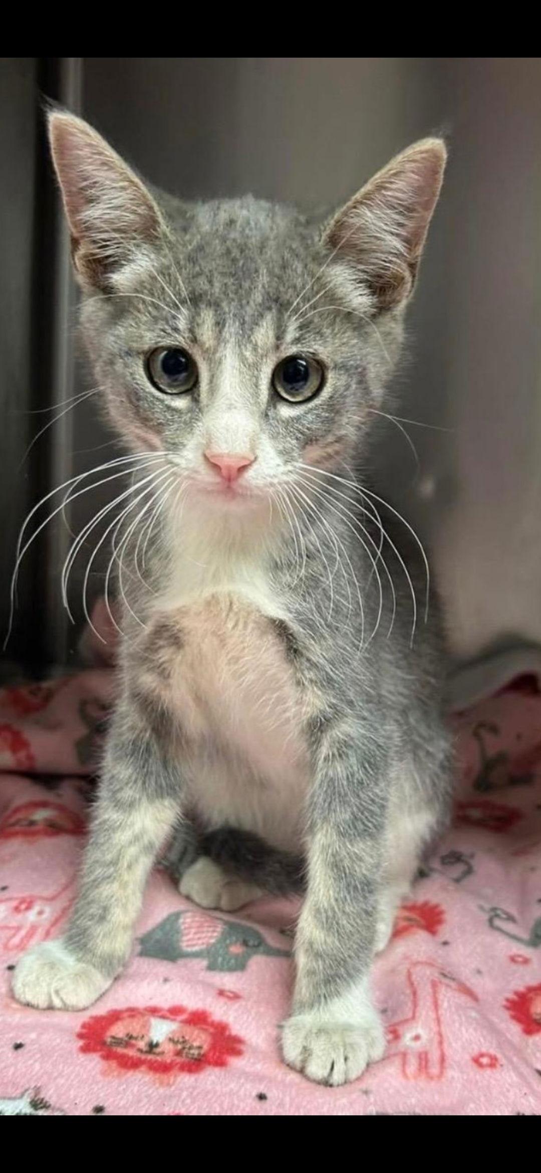 Jimmy, Adoptable, Kitten Male Domestic Short Hair & Tabby.