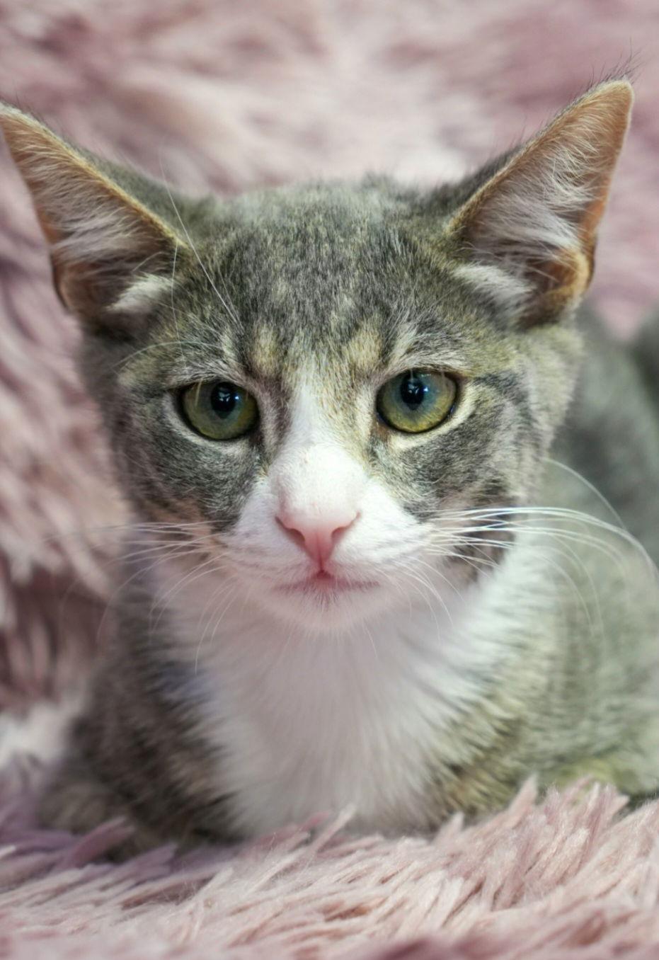 Enlarge Jimmy, a Adoptable mixed breed in Campbell, CA image 2/2