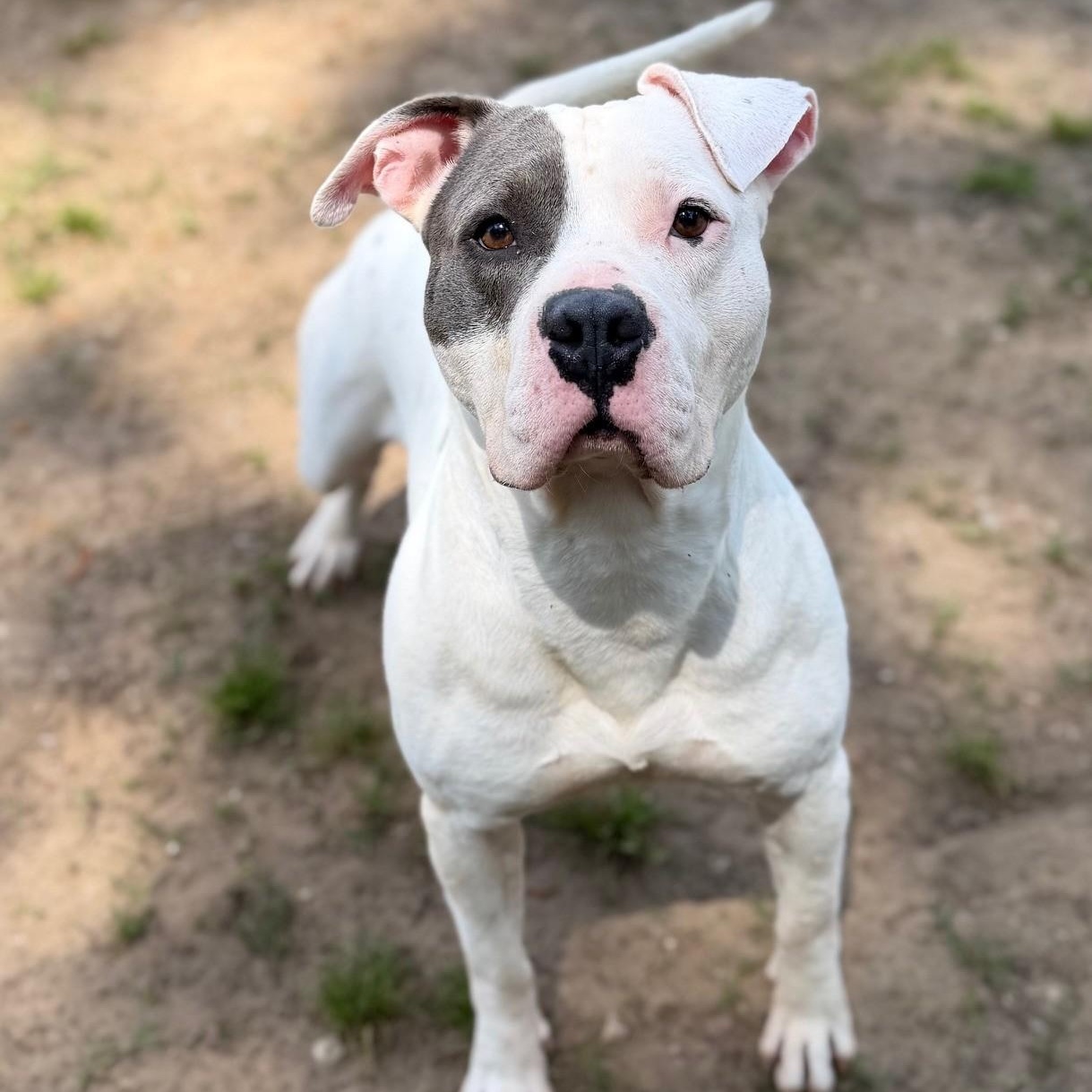 Enlarge Chico, an adopted Mixed Breed in Summerdale, AL image 1/1