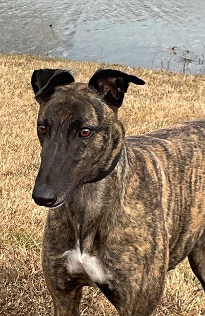 Doris (aka Bentley Arna), a Adoptable Greyhound in Dallas, TX image 3/3