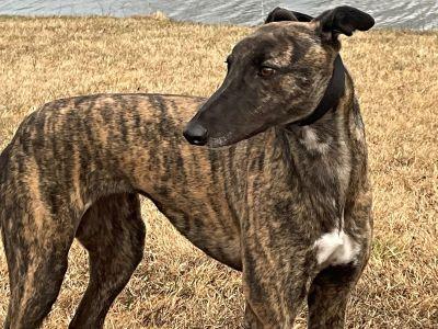 Doris (aka Bentley Arna), a Adoptable Greyhound in Dallas, TX image 1/3
